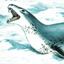 Морской леопард (Hydrurga leptonix Blainville, 1828)