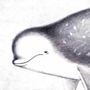 Серый дельфин (Crampus griseus G.Cuvier, 1812)