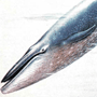 Синий, или голубой, кит (Balaenoptera musculus Linnaeus, 1758)